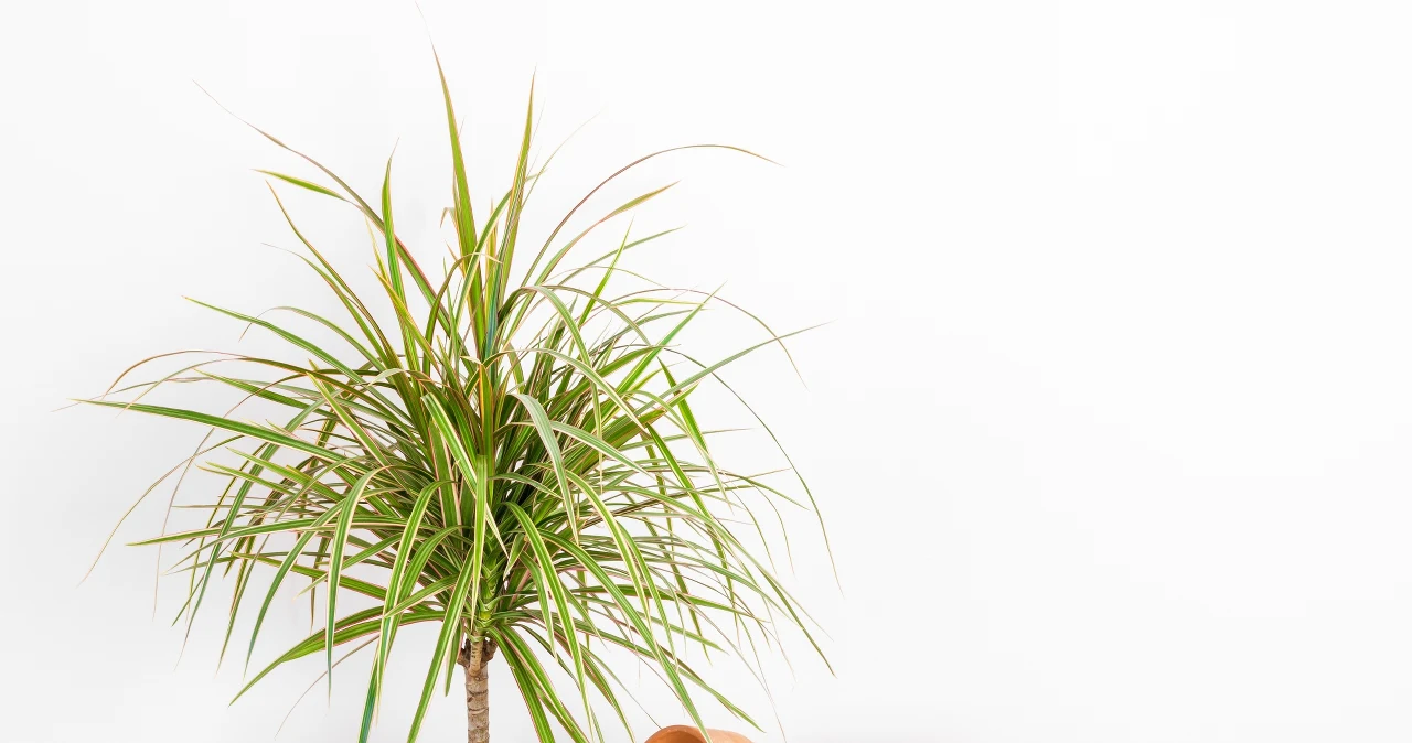 dracena janet craig Dracaena Janet Craig Compacta | 6