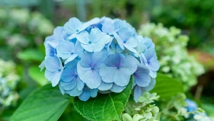 Chcesz, by hortensja miała piękne, niebieskie kwiaty? Wystarczy, że podsypiesz ją tym 