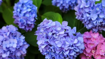 Hortensje wymagają wsparcia na zimę, żeby zakwitły na wiosnę. 