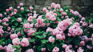 Wykonaj ten zabieg teraz, a latem hortensja obsypie się kwiatami. Sąsiedzi będą ci zazdrościć