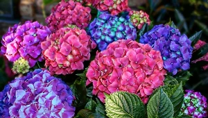 Hortensja omarzła? Ogrodnik zdradza, jak ją uratować