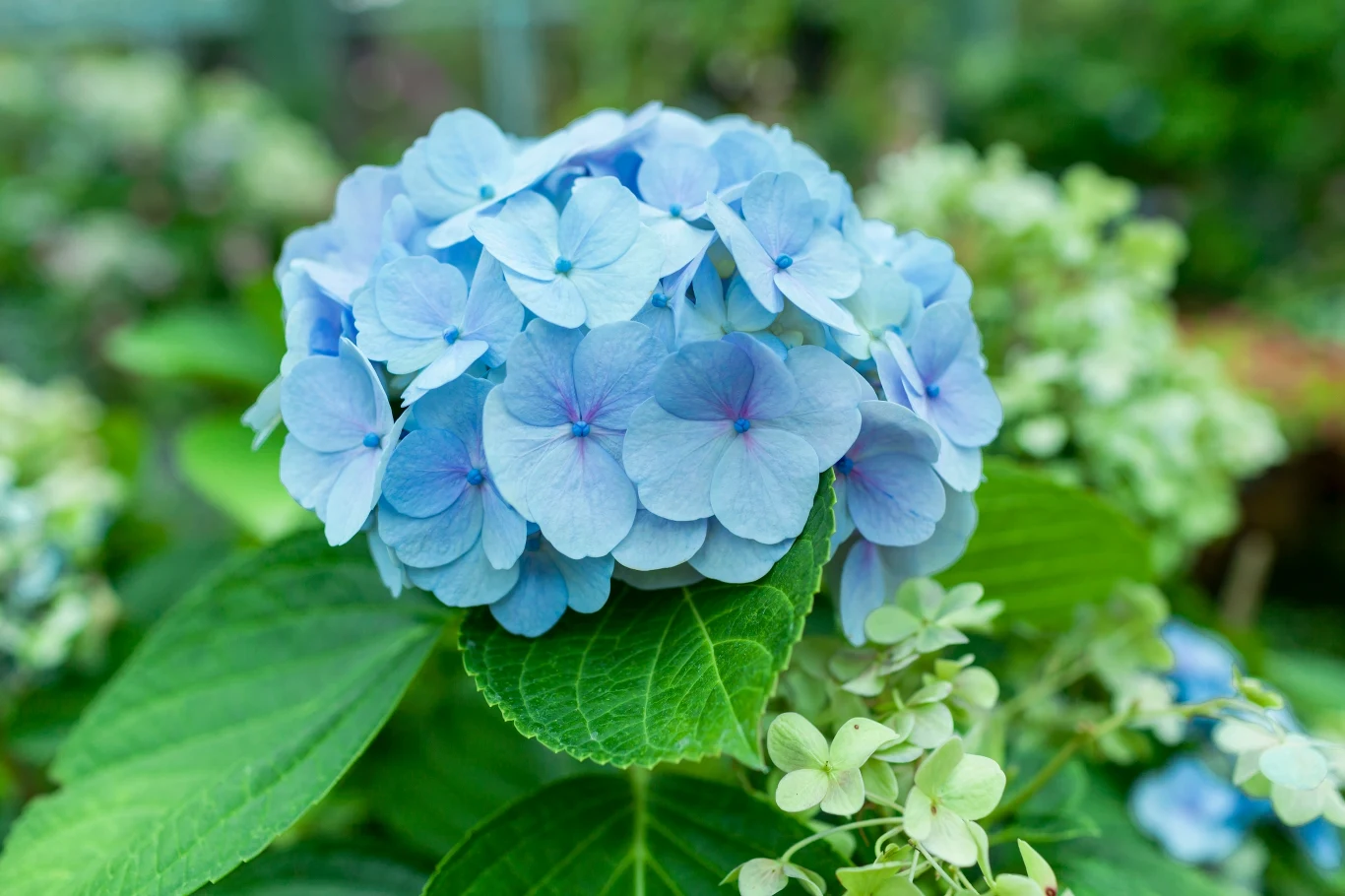 Odżywka ze skórek ogórka sprawi, że hortensja znów będzie pięknie wyglądała