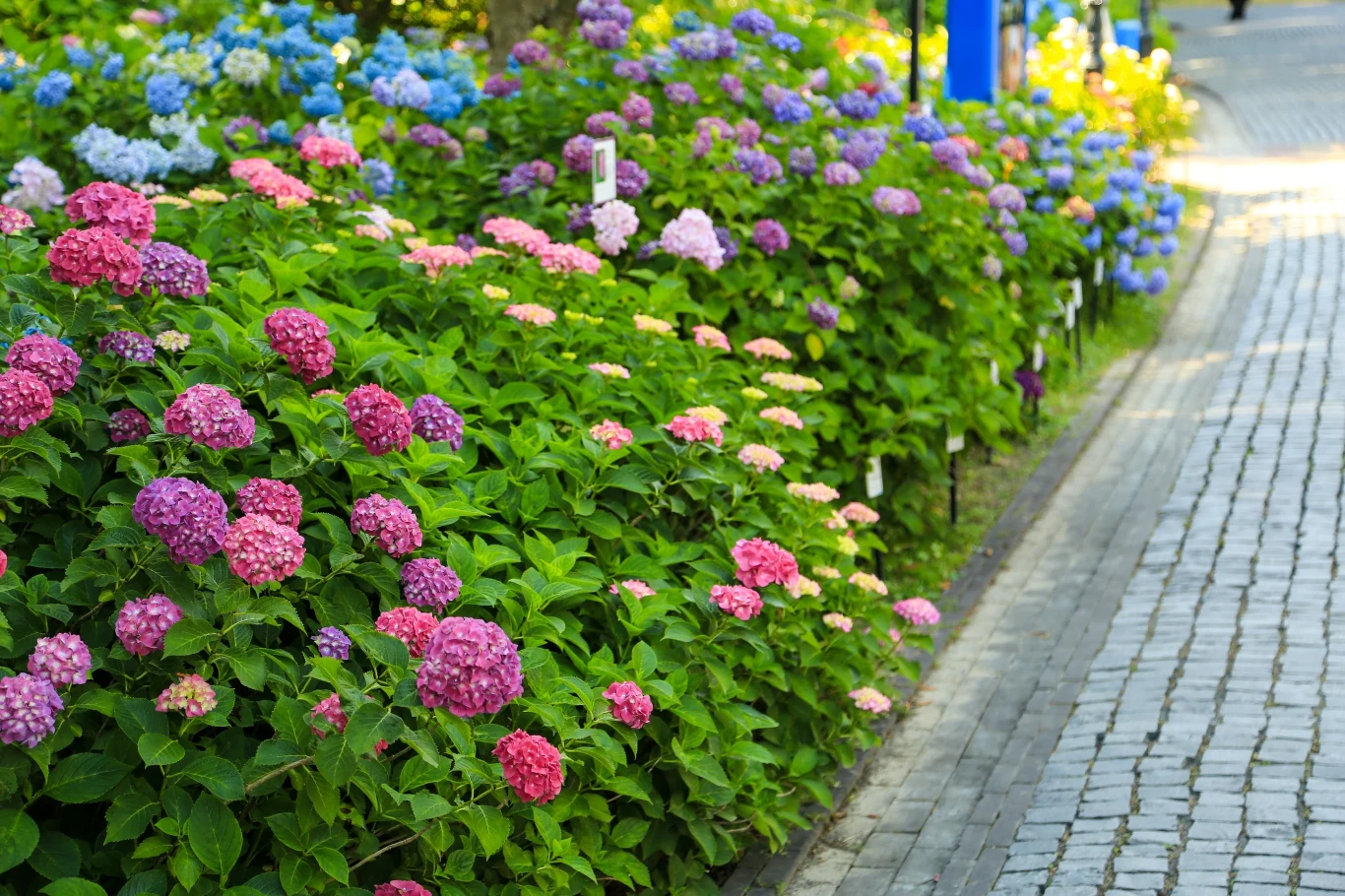 Hortensje mogą cieszyć nas swoimi kwiatami od czerwca aż do jesieni