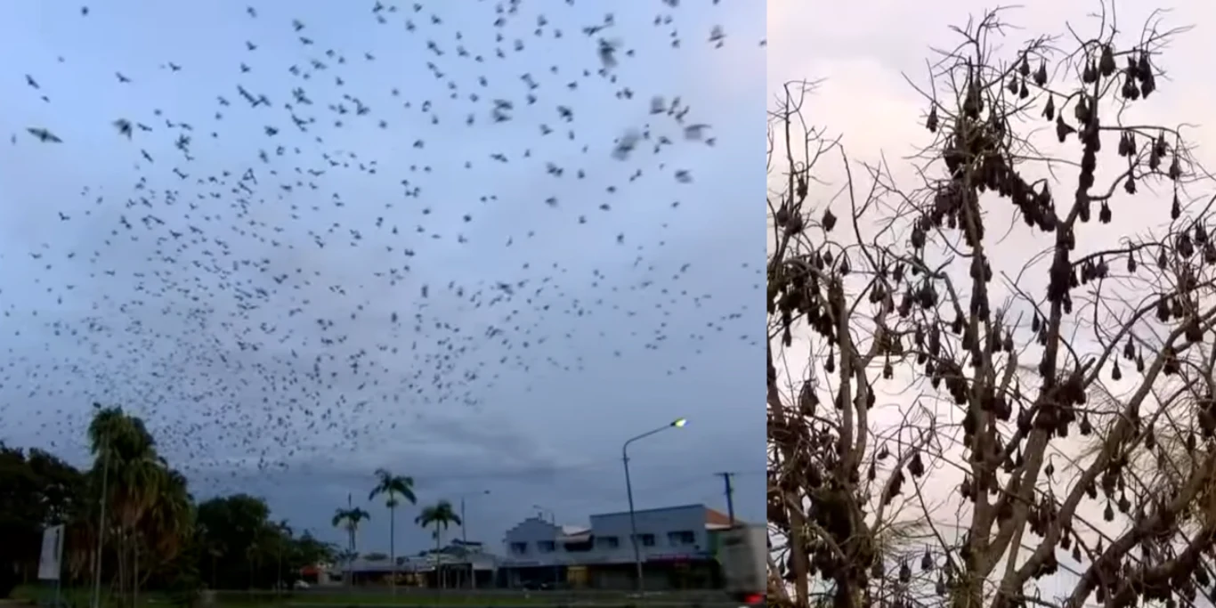 Nietoperzy jest w mieście ponad 300 tysięcy. Wiszą na każdym drzewie i opanowały większość dużych budynków Nietoperzy jest w mieście ponad 300 tysięcy. Wiszą na każdym drzewie i opanowały większość dużych budynków