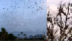 ​Australijska plaga nietoperzy. Władze są bezradne!