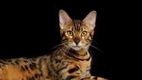 9. miejsce – kot bengalski

Jego popularność jest efektem mody na dzikie koty. Wielu kociarzy straciło głowę dla jego wyglądu miniaturowego lamparta. Trzeba jednak pamiętać, że nie jest to typowy kot i nie jest najprostszy "w obsłudze".

Koty bengalskie nie powstały w naturze - są efektem pracy hodowlanej człowieka. To międzygatunkowa krzyżówka dzikiego kota bengalskiego z kotem domowym krótkowłosym. Wciąż drzemie w nim dzikość, dlatego nigdy nie będzie typowym kanapowcem. Przywiązuje się do ludzi, ale zajmuje mu trochę czasu, by w 100 proc. im zaufać.