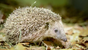 Jeż, zdjęcie ilustracyjne