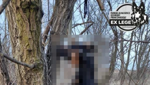 Powieszonego psa znaleziono w Lublinie