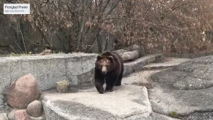 Niedźwiedzie wyszły na spacer w środku lutego