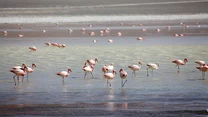 Flamingi to barwne i pełne wdzięku urozmaicenie w surowym krajobrazie Puny. Laguna Grande w prowincji Catamarca.