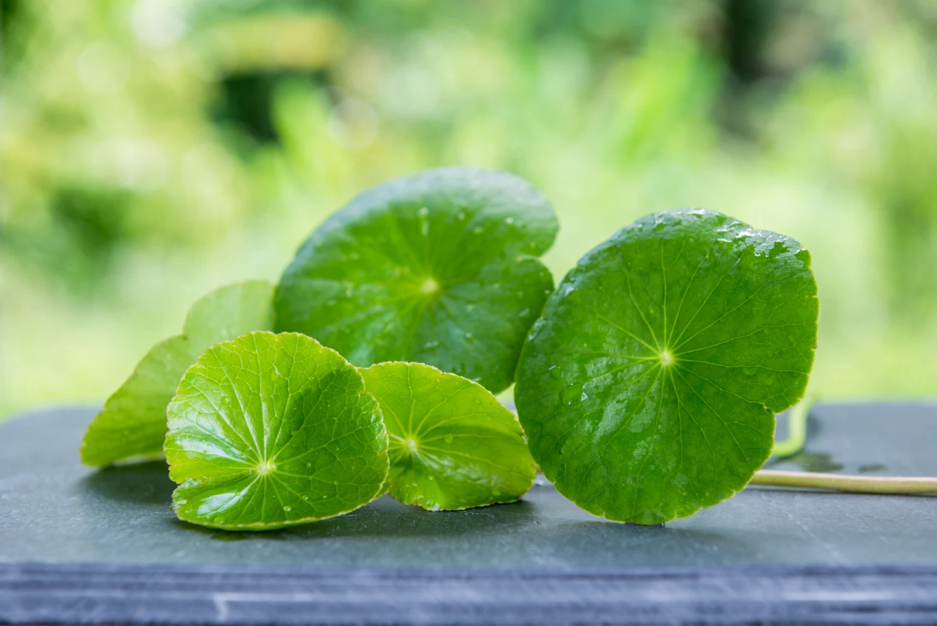 Gotu Kola stosowany jest jako lek na trudno gojące się rany Gotu Kola stosowany jest jako lek na trudno gojące się rany