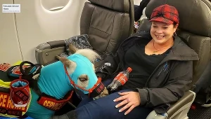 Koń Fred na pokładzie samolotu