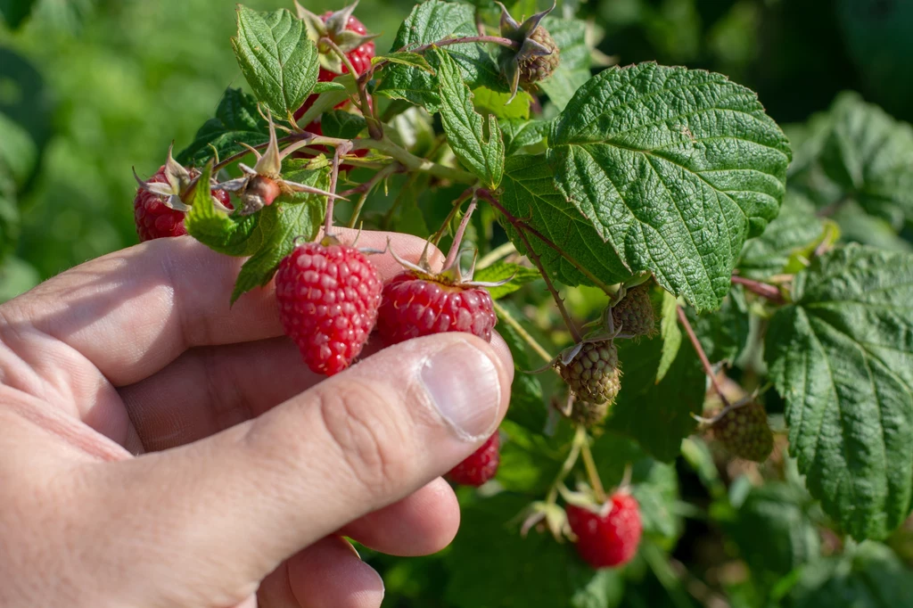 Locavore to nowy, przyjazny środowisku trend w żywieniu