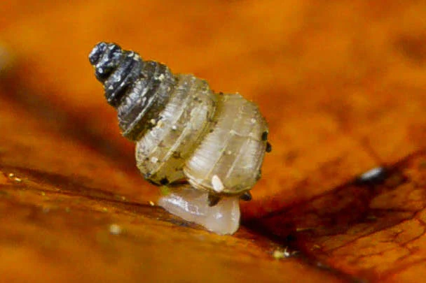 Craspedotropis gretathunbergae Craspedotropis gretathunbergae