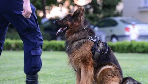 Zginęło sześć psów policyjnych 