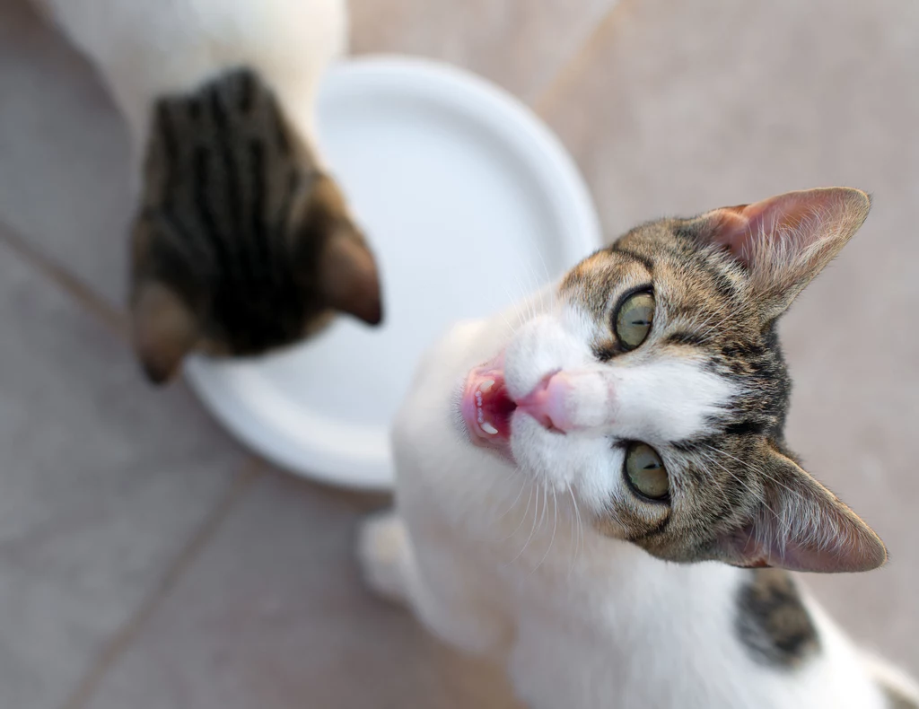Kot domaga się posiłku, nawet gdy jest regularnie karmiony? Być może poważnie choruje