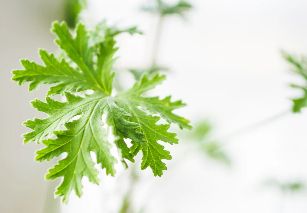 Geranium zwane anginką ma działanie uspokajające