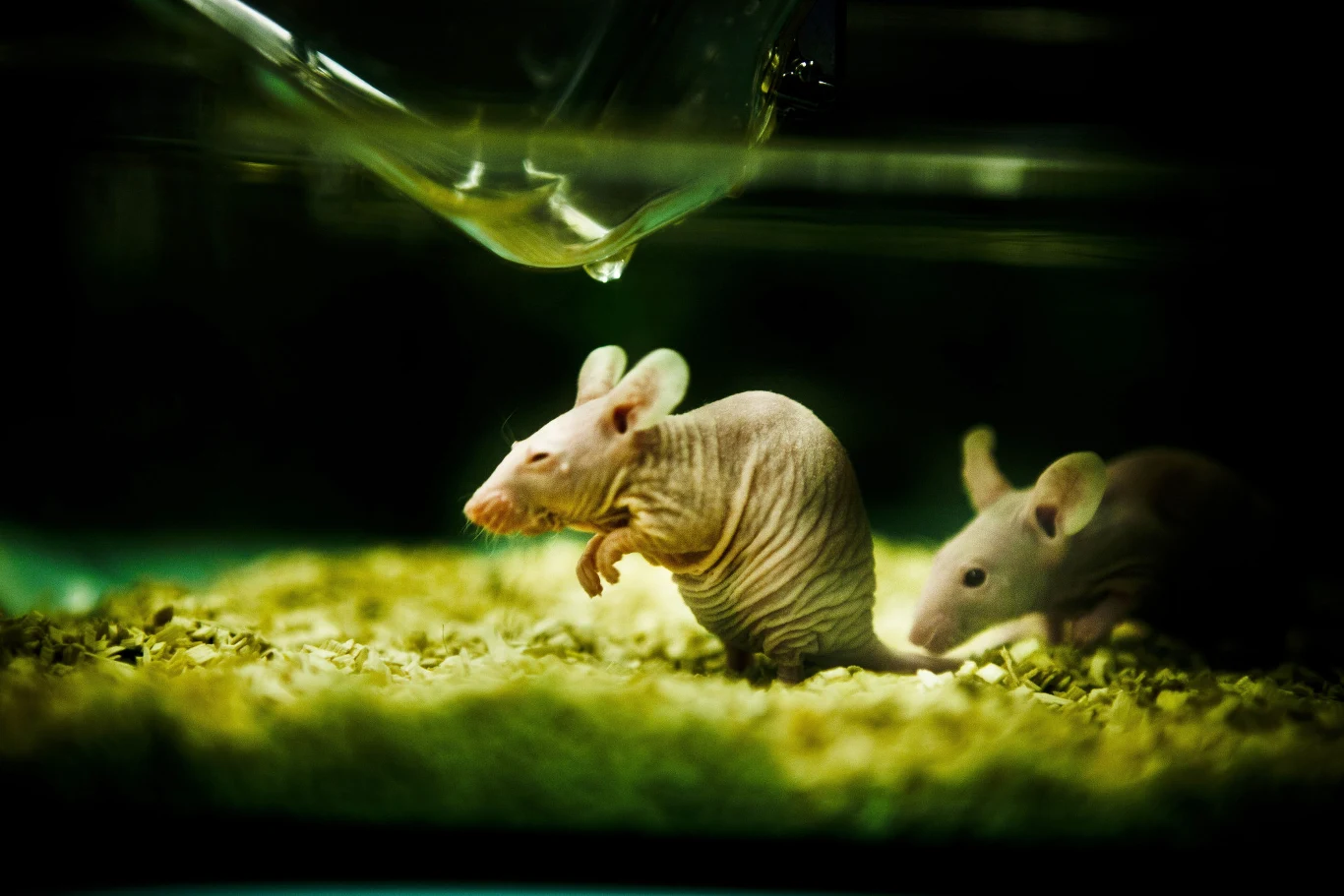 Podobnie, jak w wielu przypadkach, kluczowe w walce z HIV okazały się eksperymenty na myszach Podobnie, jak w wielu przypadkach, kluczowe w walce z HIV okazały się eksperymenty na myszach