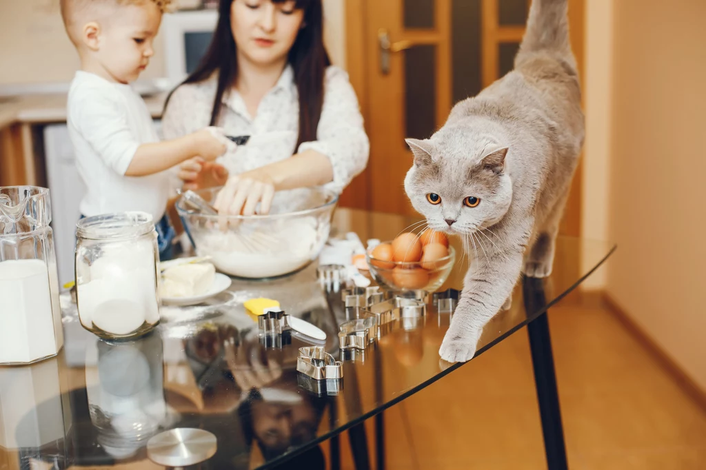 Jak skutecznie powiedzieć kotu "nie"? Najlepiej w jego języku!