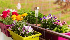 ​Lubisz mieć balkon pełen kwiatów? Sprawdź, kiedy najlepiej je sadzić