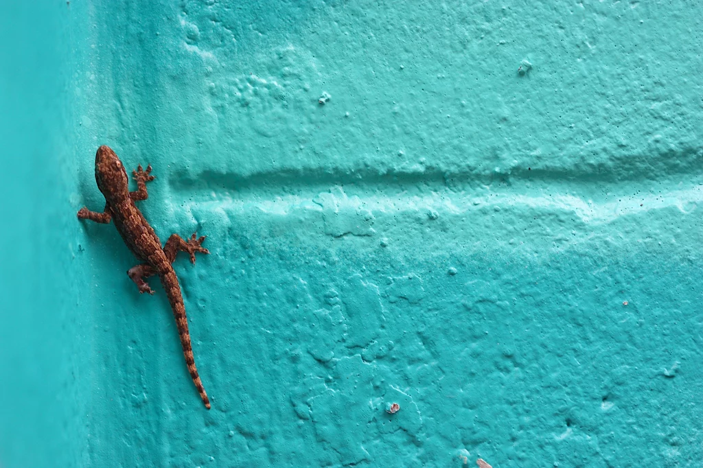 Pasożyty odkryto w mózgach zarodków jaszczurek gatunku Podarcis muralis