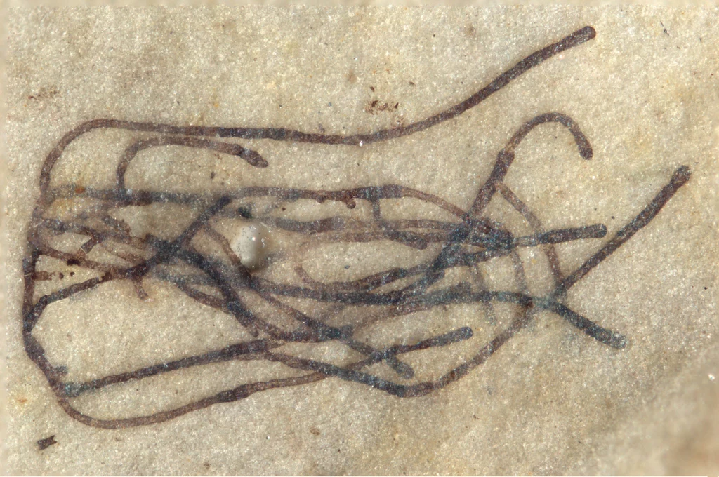 Proterocladus antiquus Proterocladus antiquus