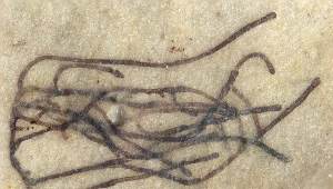 Proterocladus antiquus