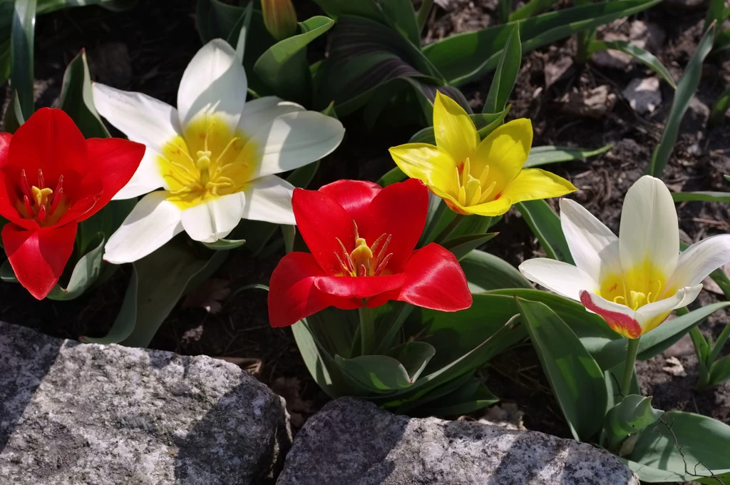 Tulipan Kaufmanna zakwita w drugiej połowie marca