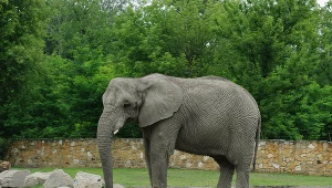 Słonica Erna z warszawskiego ZOO