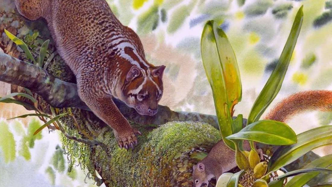 Wizja artystyczna Lekaneleo roskellyae Wizja artystyczna Lekaneleo roskellyae