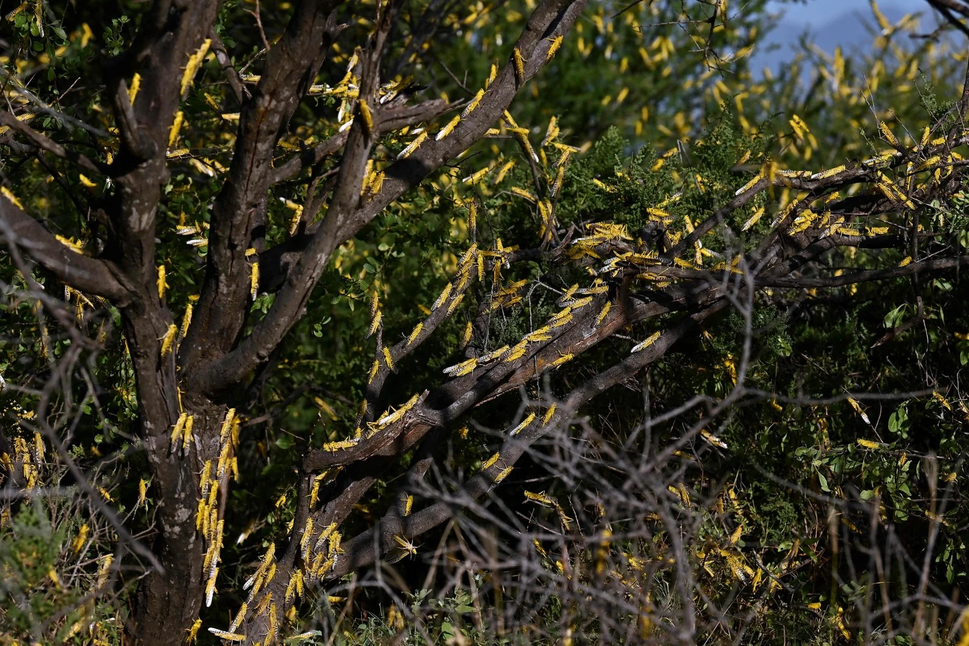 KE podkreśliła, że rozprzestrzenianie się szarańczy może mieć druzgocące konsekwencje dla bezpieczeństwa żywnościowego w   regionie, w którym i tak już 27,5 mln ludzi cierpi z powodu poważnego braku bezpieczeństwa żywnościowego, a co najmniej 35   mln jest zagrożonych takim brakiem.