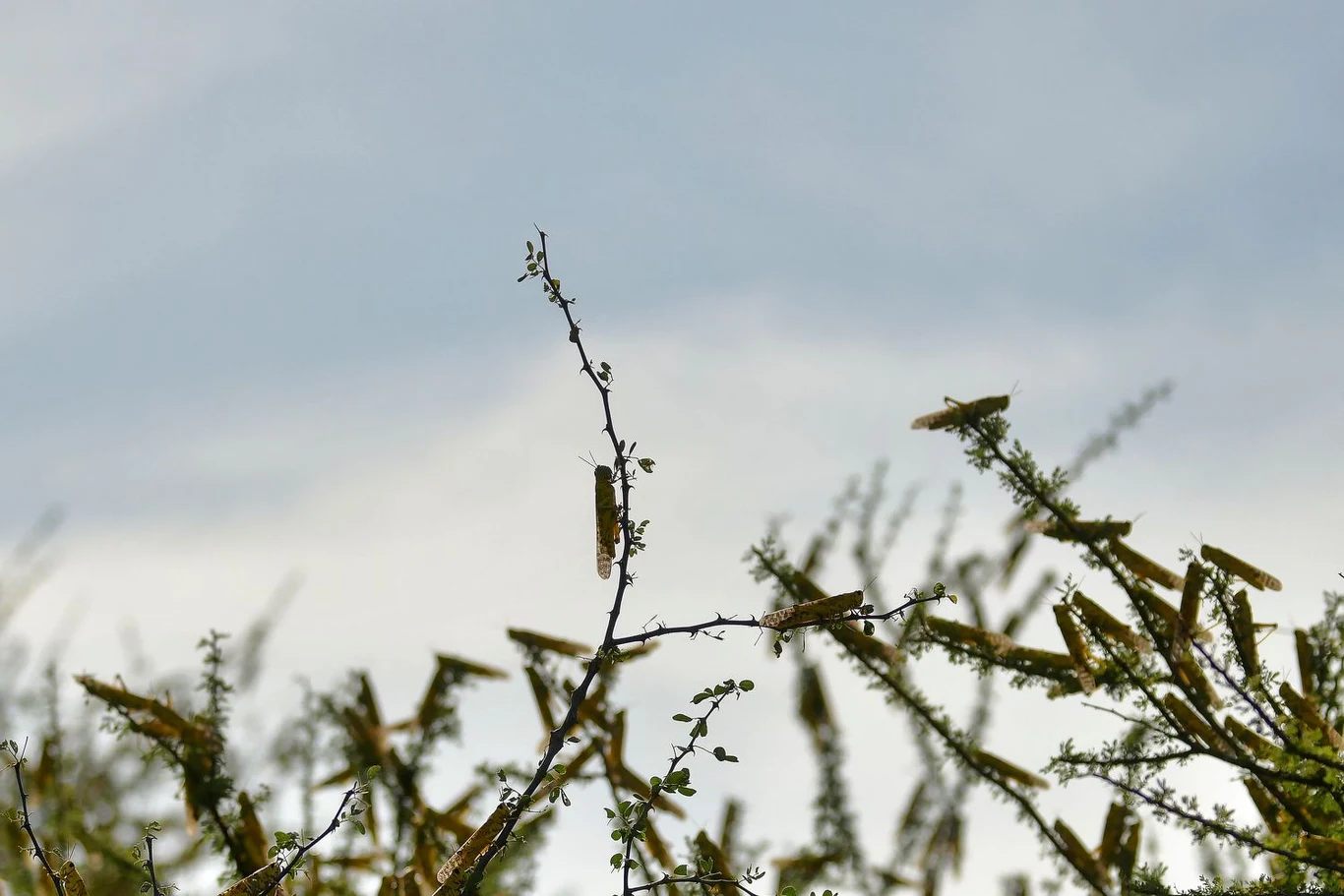 Szarańcza pustynna uważana jest za najbardziej niszczycielski owad migrujący na świecie. Straty w uprawach i żywności na   dotkniętych plagą obszarach mogą być ogromne, negatywnie wpływając na rolnictwo i źródła utrzymania. W ciągu ostatniego   miesiąca sytuacja we wschodniej Afryce gwałtownie się pogorszyła. 