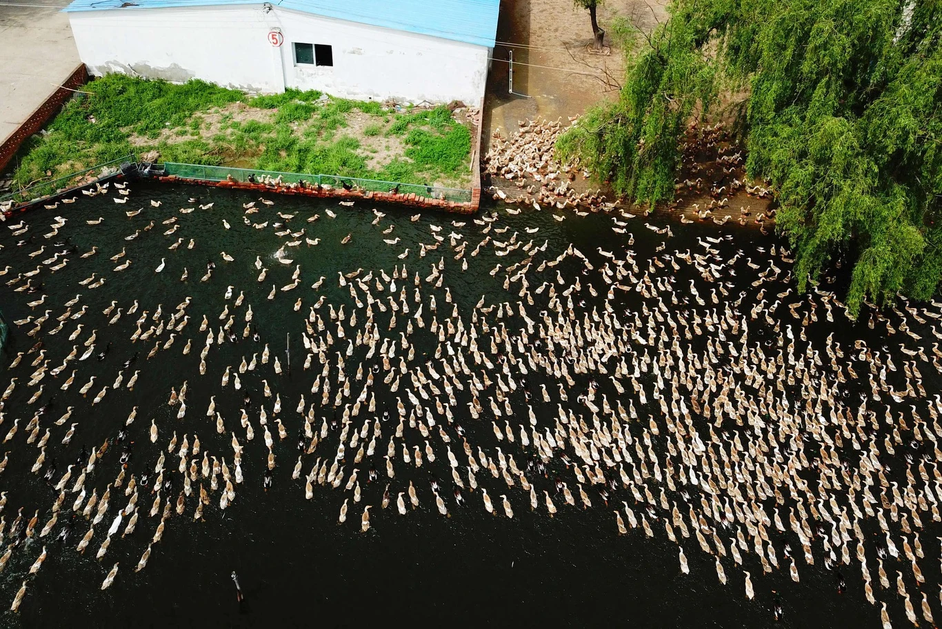 Zdaniem ekspertów, Afryce w walce z szarańczą mogą pomóc kaczki z Chin. Pekin na wojnę z rojami w Pakistanie chce wysłać 100   tys. kaczek. Ponoć już raz – dwie dekady temu – pomogły one w opanowaniu palgi. Każda z nich zjada dziennie i 400 szt. tego owada. 