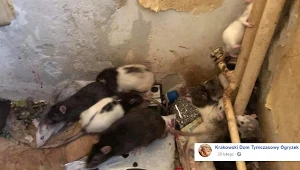 Szczury uratowane w trakcie interwencji