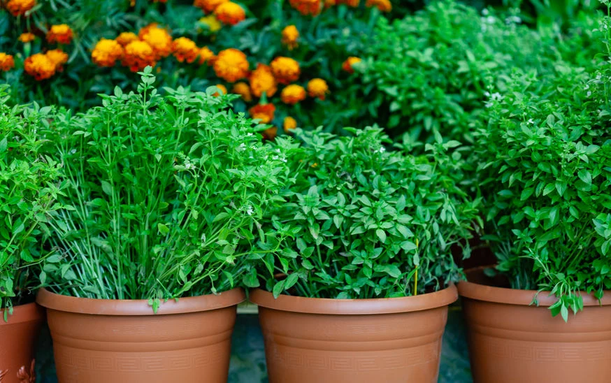 Do majeranku można zrobić naturalny nawóz z popularnego odpadu. Do majeranku można zrobić naturalny nawóz z popularnego odpadu.