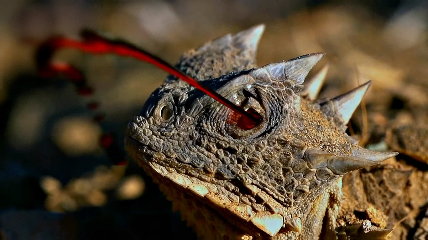 Phrynosoma solare w czasie spektakularnego ataku Phrynosoma solare w czasie spektakularnego ataku
