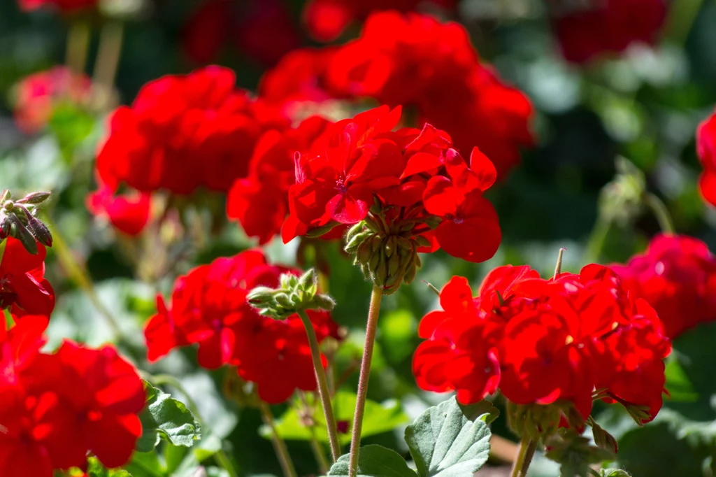 Zadbaj o pelargonie już teraz