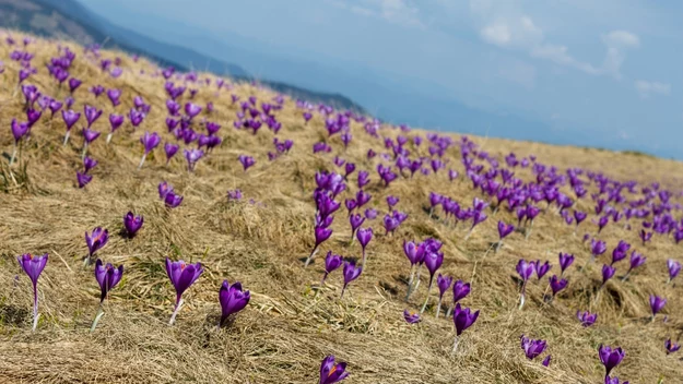 Krokusy posadzone  w grupach stworzą zjawiskowy, wielobarwny dywan na trawniku. Na słonecznej rabacie pięknie się będą komponować z ciemiernikami.

Tymczasem  co roku turyści odwiedzają tatrzańskie szlaki, aby tam podziwiać krokusowe połacie. 

Kwiatów nie można zrywać, ale zdjęcia z Zakopanego są każdego roku  hitem w internecie.