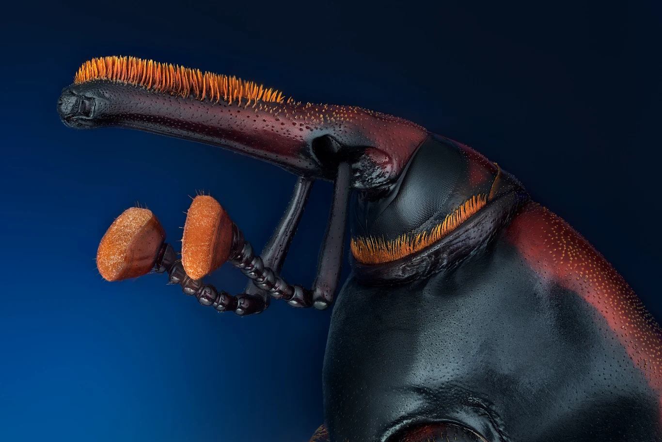 Rhynchophorus ferrugineus