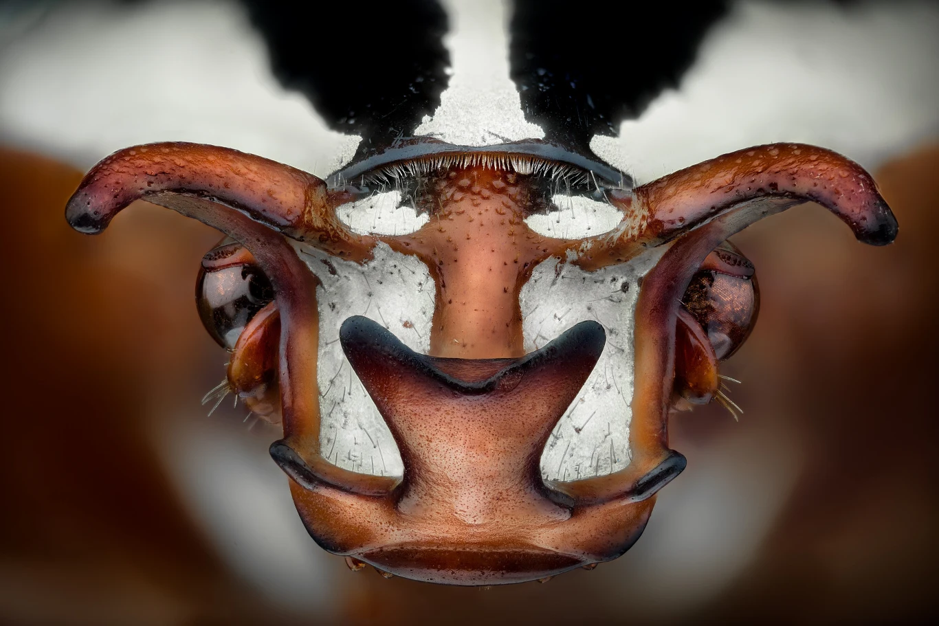 Cheirolasia burkei septentrionalis