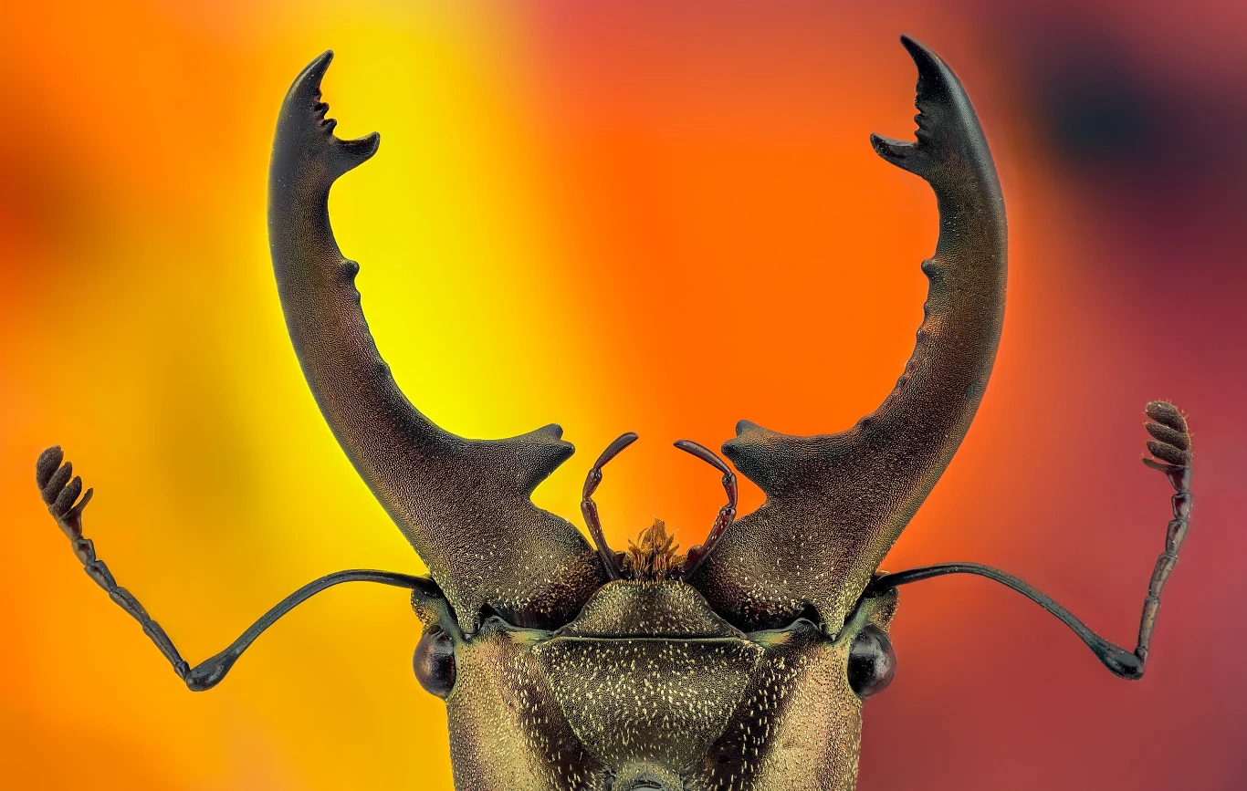 Cyclommatus zuberi