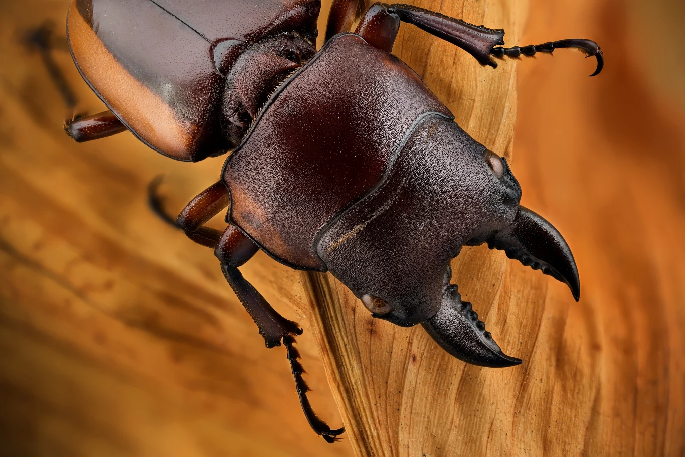 Prosopocoilus lateralis