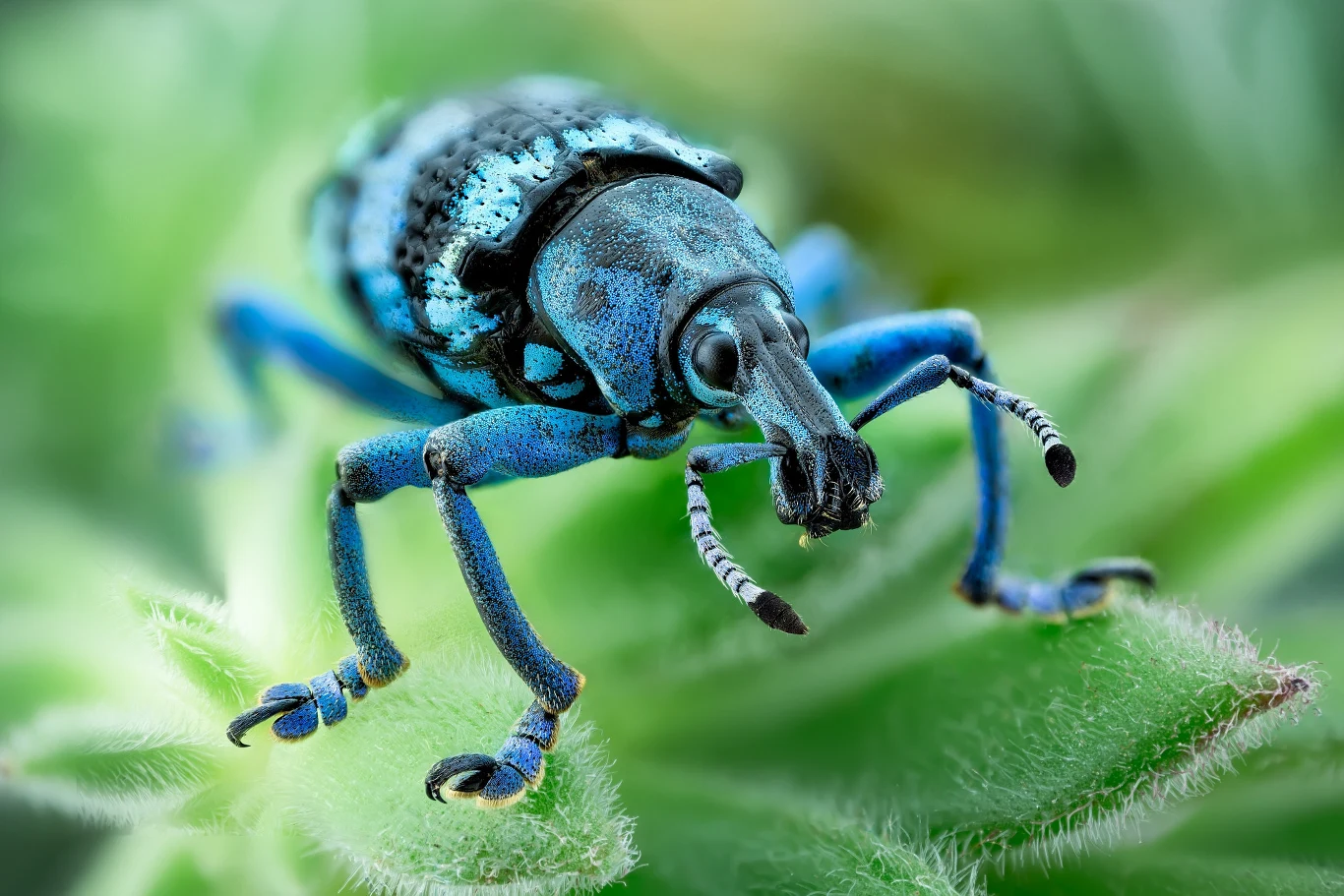  Eupholus lineii 