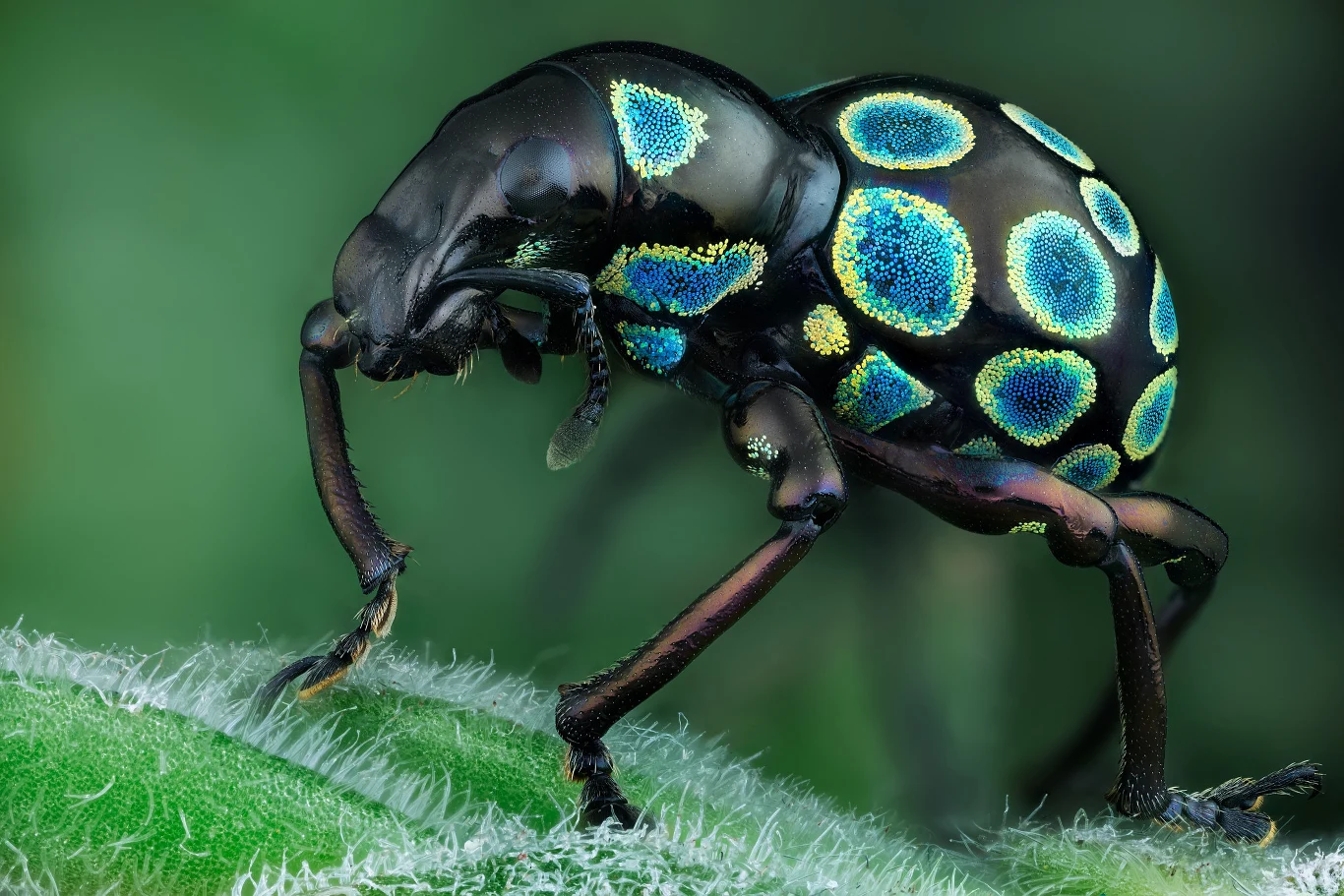 Pachyrrhynchus congestus pavonius