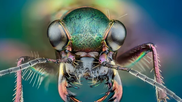 Cicindela campestris, czyli nasz swojski trzyszcz polny