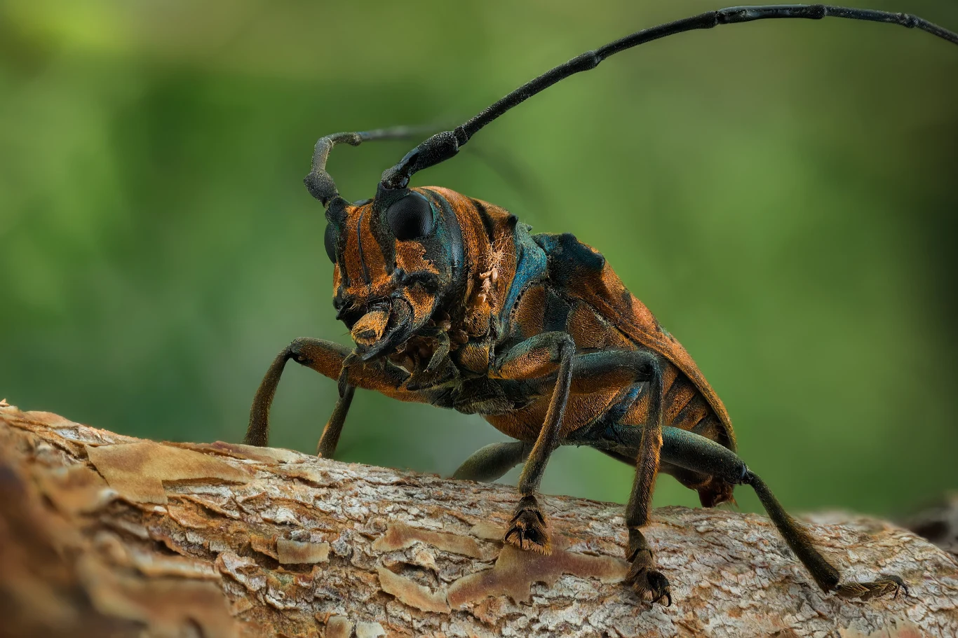 Sternotomis pulchra