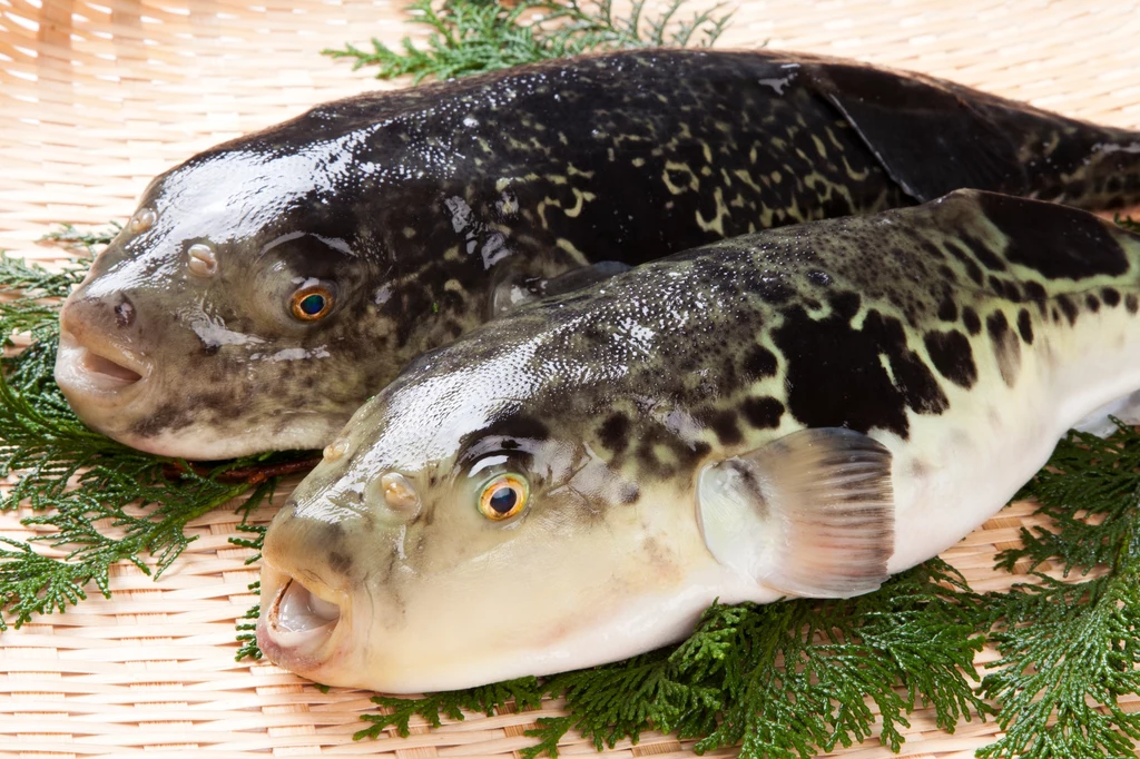 Takifugu rubripes - przysmak, który może okazać się śmiertelny