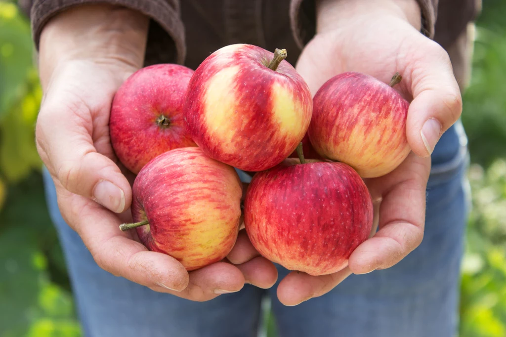 Wykryte w jabłkach pestycydy spełniają obowiązujące normy