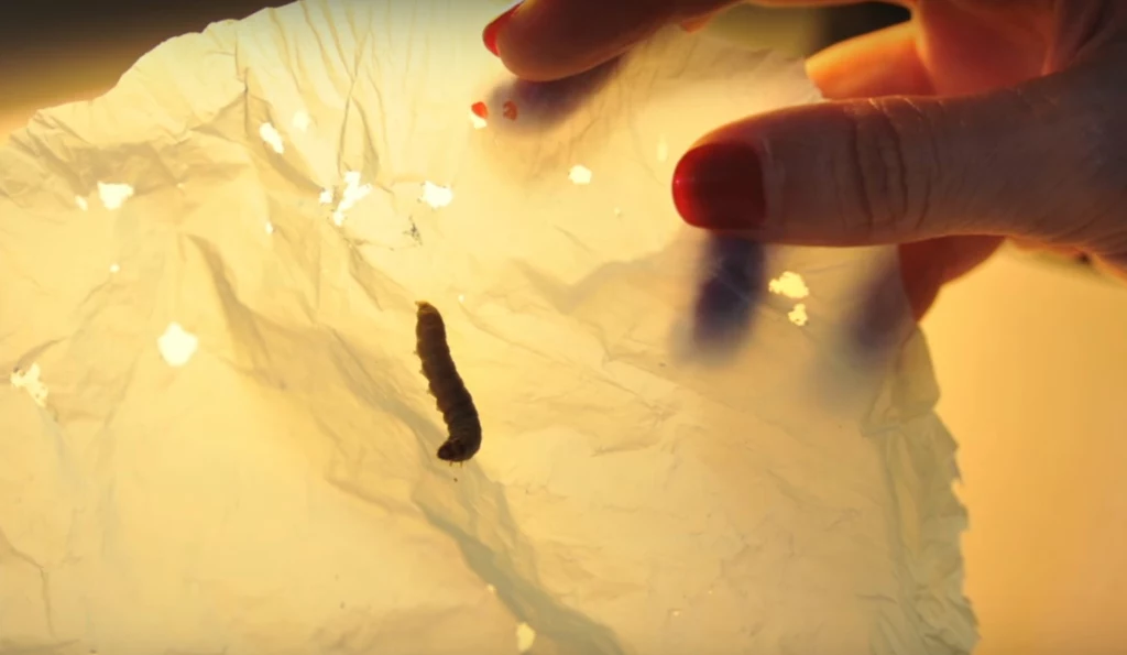 Gąsienice barciaka większego pożerają plastik w ekspresowym tempie