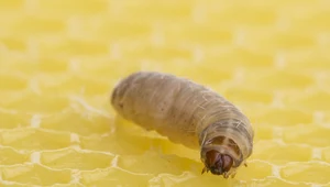 Pożerają plastik, a potem wydalają... alkohol